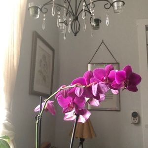 Meet your Posher, Julia